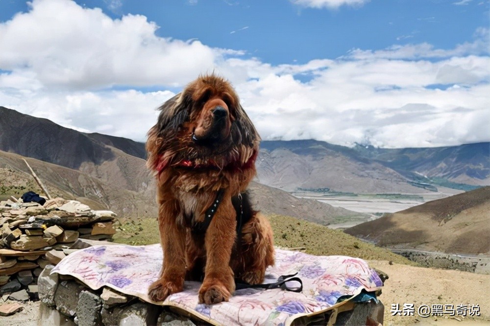 纯种野生藏獒濒临灭绝,藏獒这10年来都经历了啥