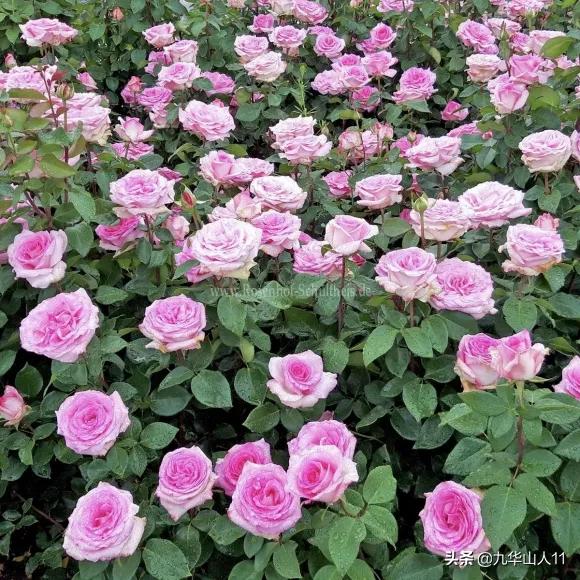 20cm大花重瓣月季品种,黄颜色大花月季是什么品种