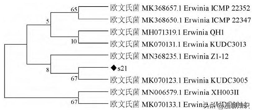 鸡源欧文氏菌是什么？关于它的分离鉴定及耐药基因检测