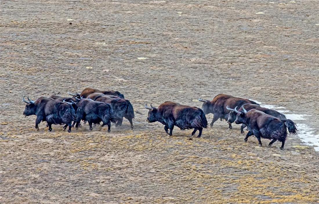 三江源成年雪豹被五只狼围攻,三江源现罕见藏棕熊捕食