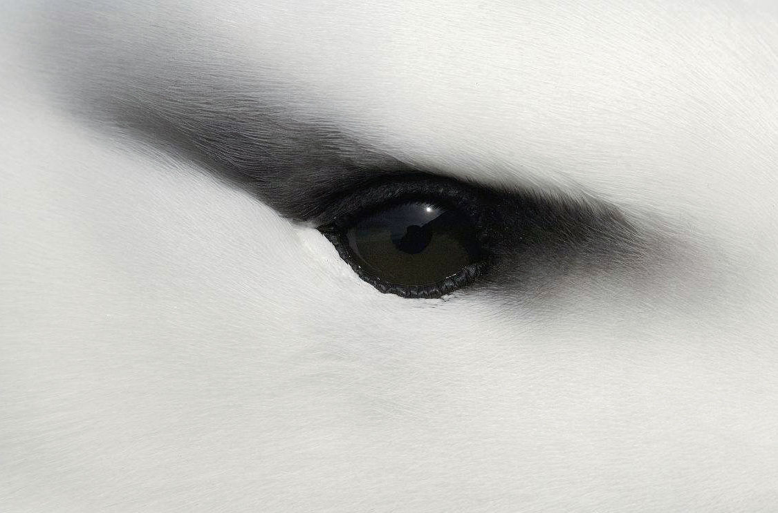 高清图集｜盘点那些“气质超群”的鸟类