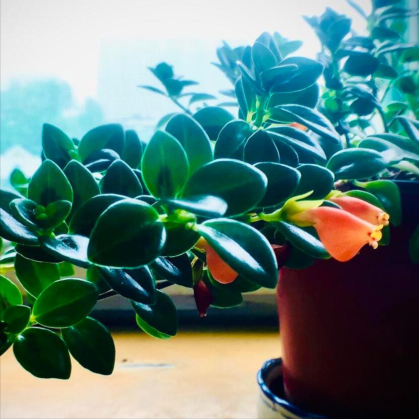 金鱼花怎么养才能长得快又茂盛,金鱼花养护技巧和注意事项