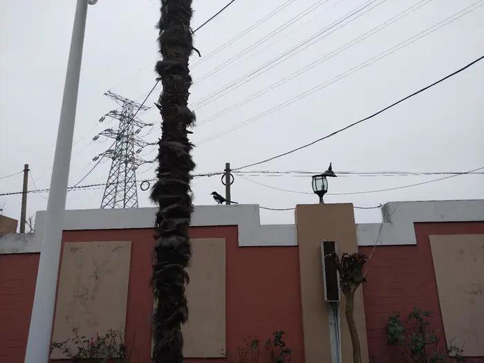 画与景,幼儿长卷画景