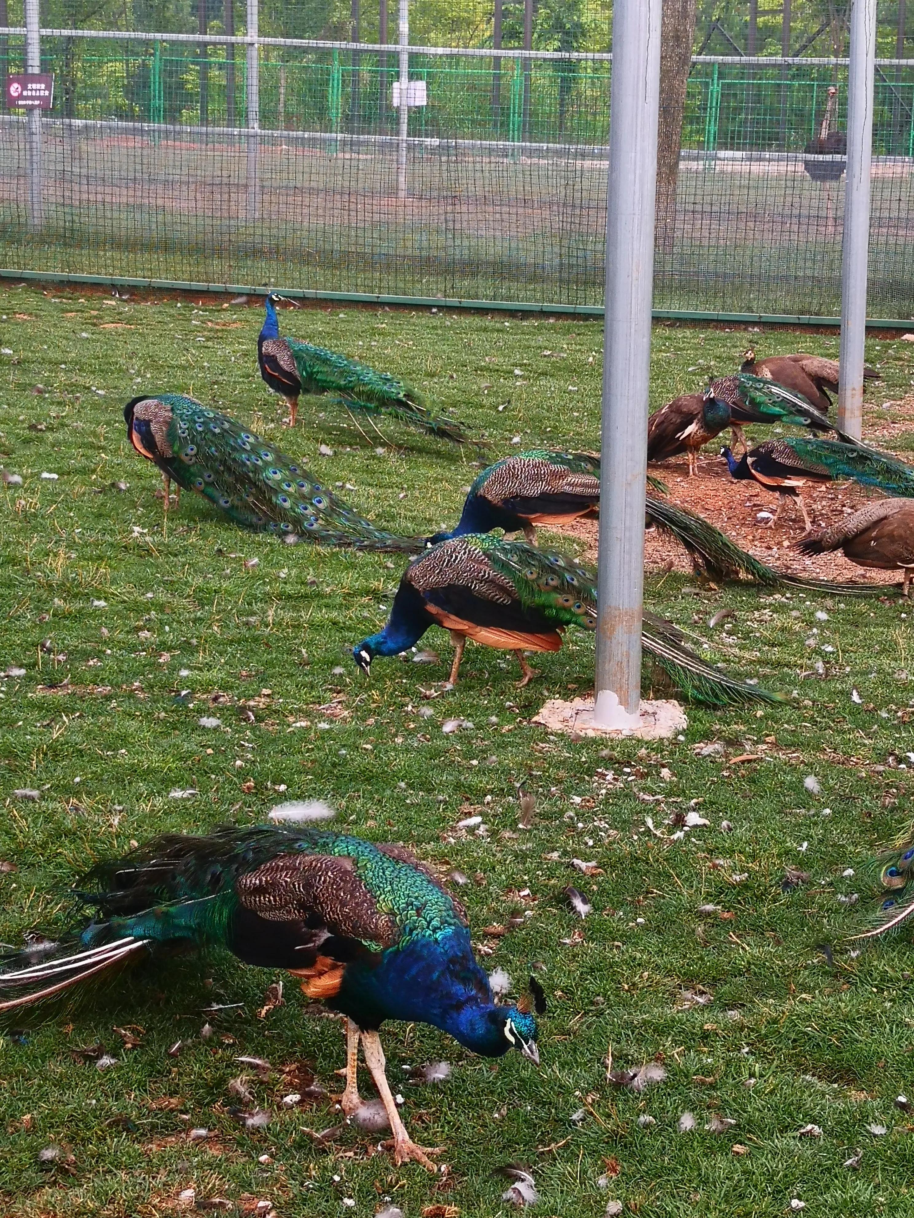 孔雀悠闲地在草地上嬉戏