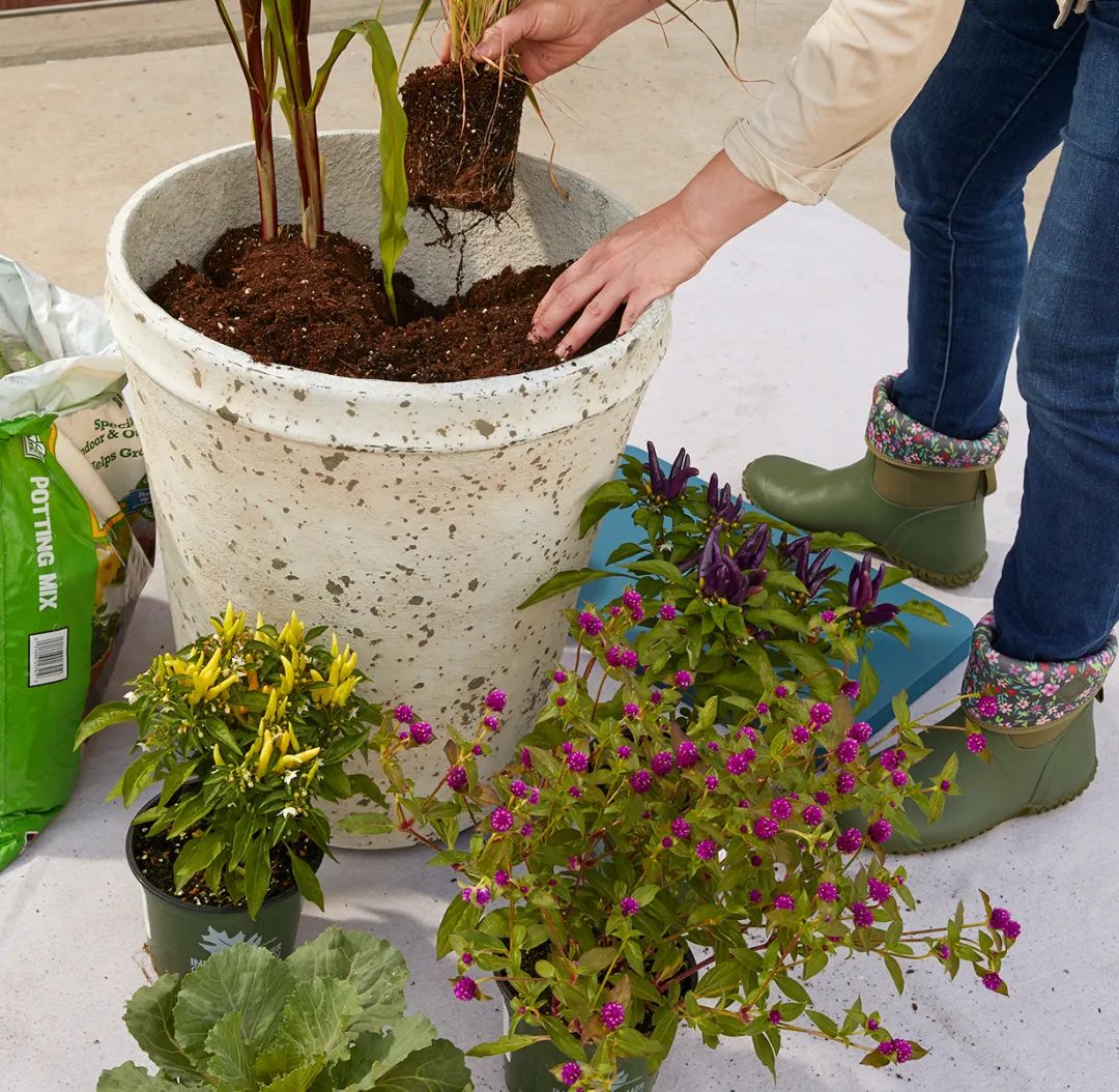 刚买回来的植物怎么缓苗,植物移栽快速缓苗的方法