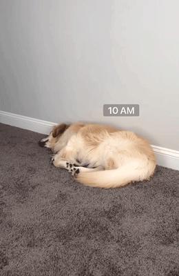 主人监控金毛,主人跟踪狗狗