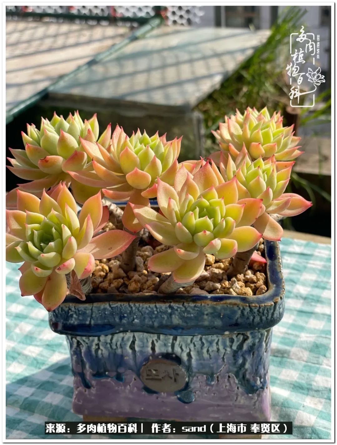 养点花草给生活添点乐趣,养点花花草草心情自然会好