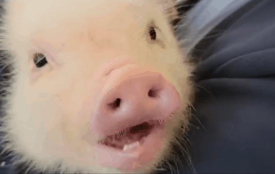 网友打卡日本迷你猪咖，这也太可爱了吧