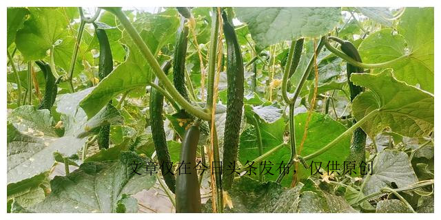 黄瓜出了什么问题,黄瓜应该怎么处理