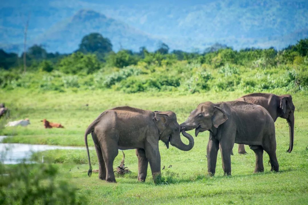 国庆3K起往返+极速电子签！去这个热带岛国度假也太香了吧