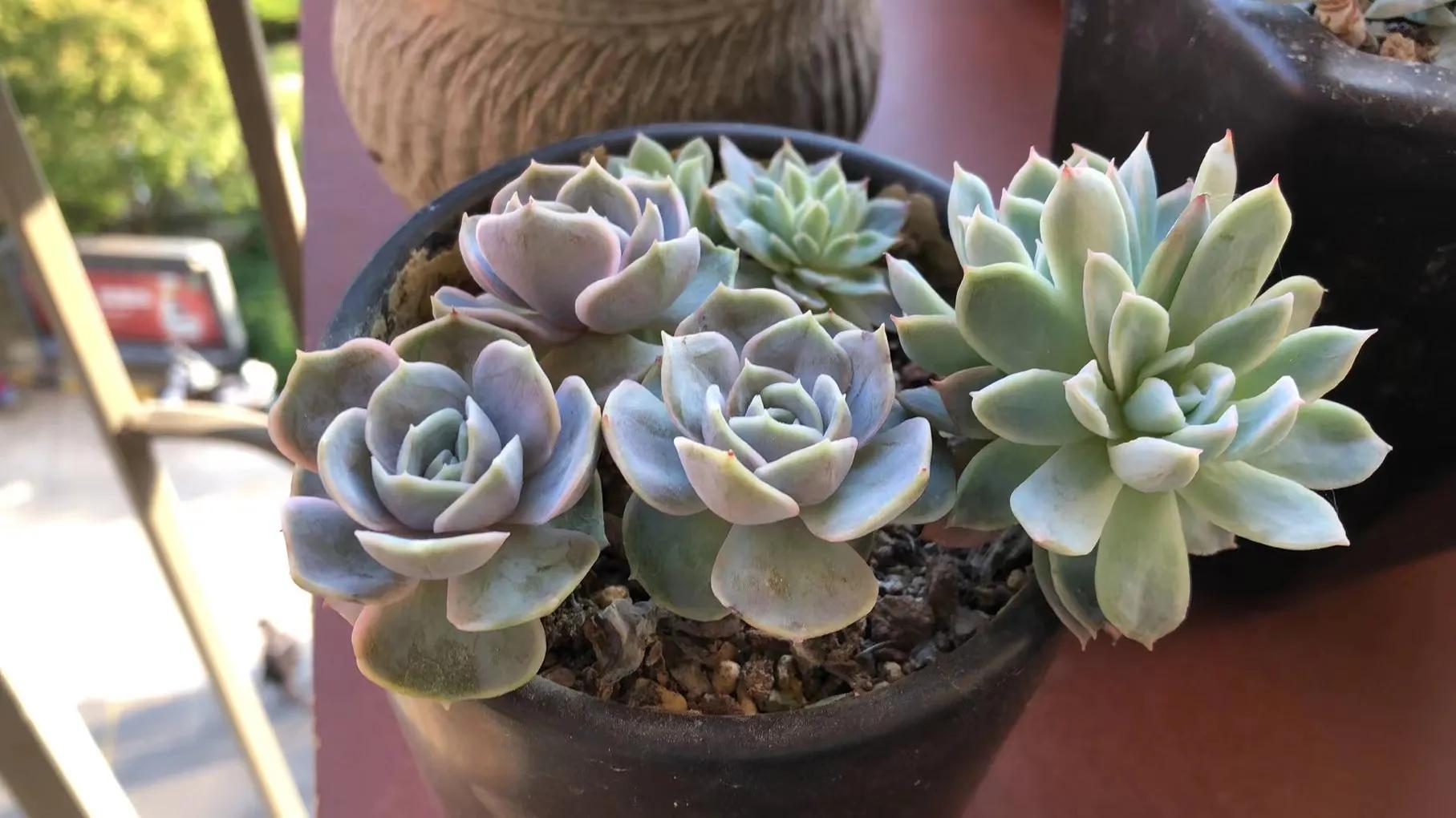 朋友家好多多肉怎么夸赞,朋友养的多肉太震撼