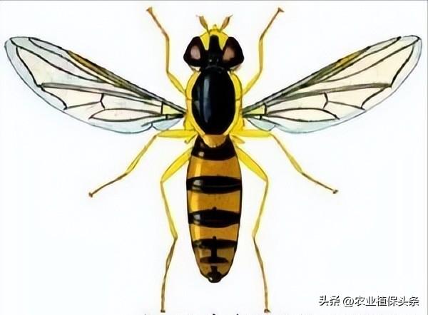 病虫害防治之昆虫外部形态小结,农作物常见害虫防治