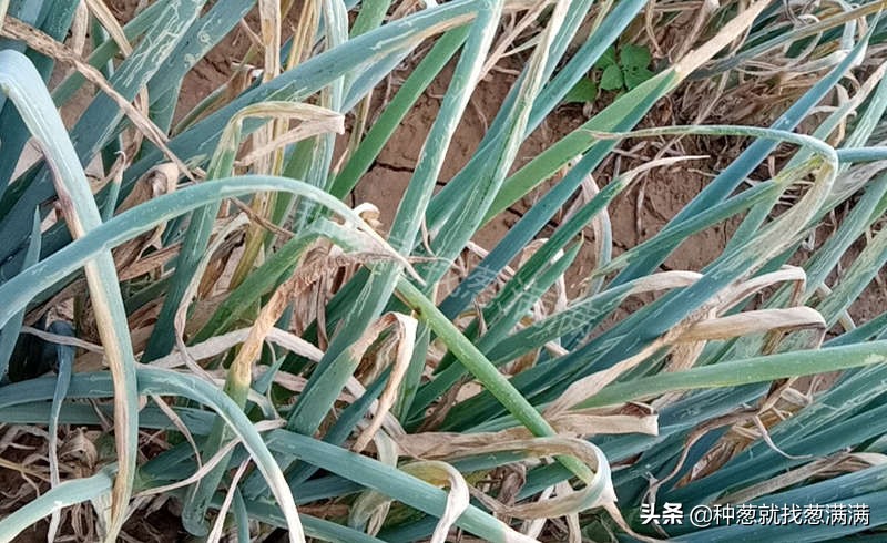 葱叶发黄枯萎什么原因怎么用药,葱叶发黄枯萎什么原因
