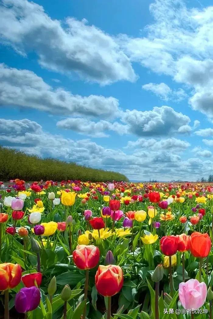 绝美郁金香花图片,绝美郁金香图片大片