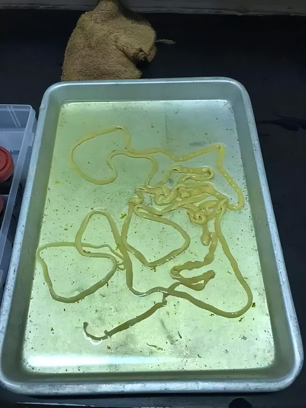 夏天小龙虾到底能不能吃,小龙虾烧烤的危害