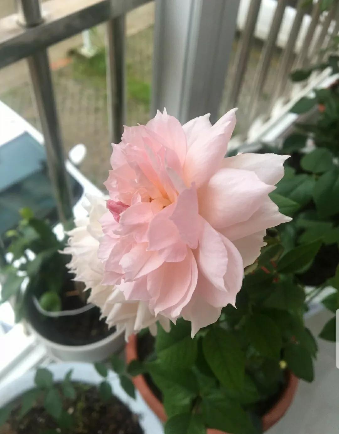 月季玫瑰蔷薇三姐妹的区别,月季蔷薇和玫瑰哪个更好看