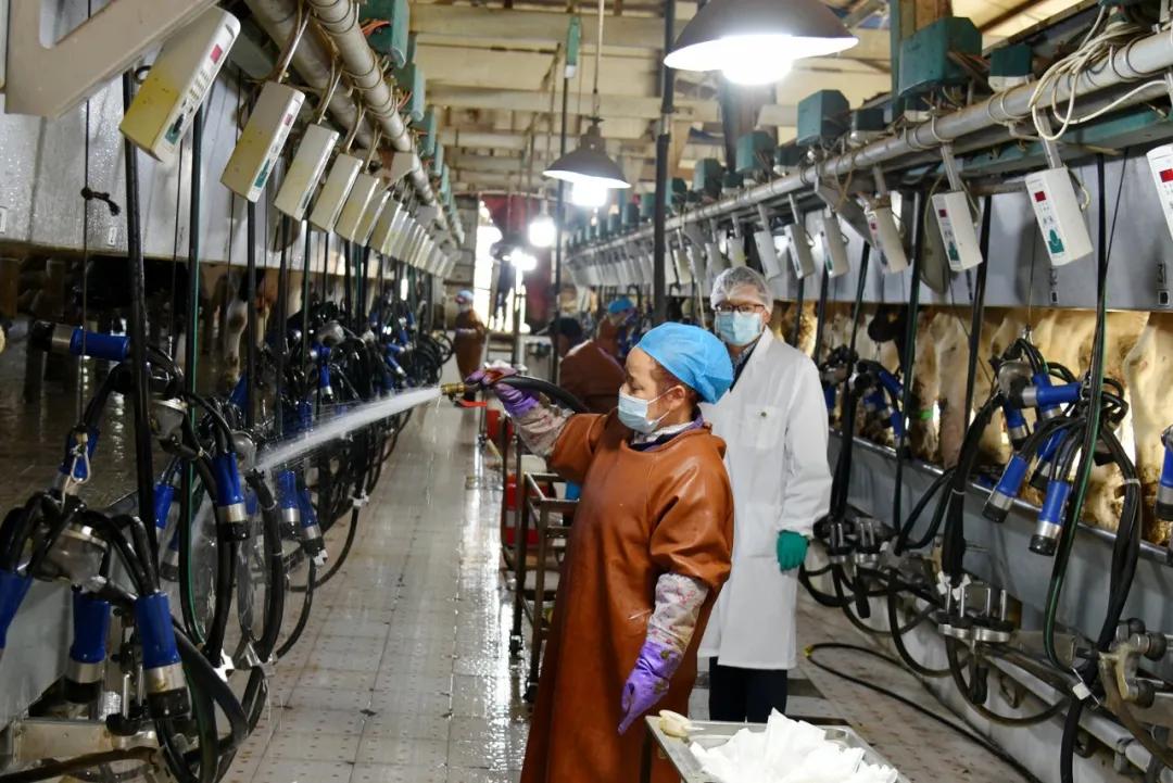 喂牛的最佳饲料绝密配方,牛的草料和饲料怎么喂牛
