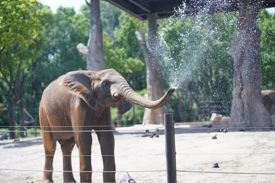 一月份去上海野生动物园和海洋馆,十一带大家去上海野生动物园玩