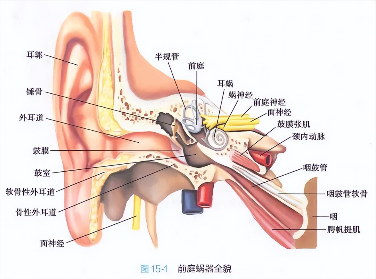 人体解剖生理基础名词解释,人体解剖生理基础ppt