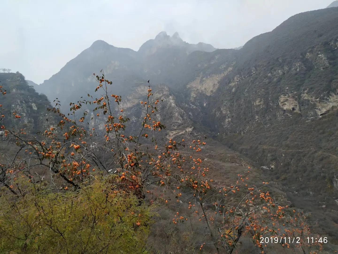 京郊小众赏柿子,去房山哪里可以摘野柿子