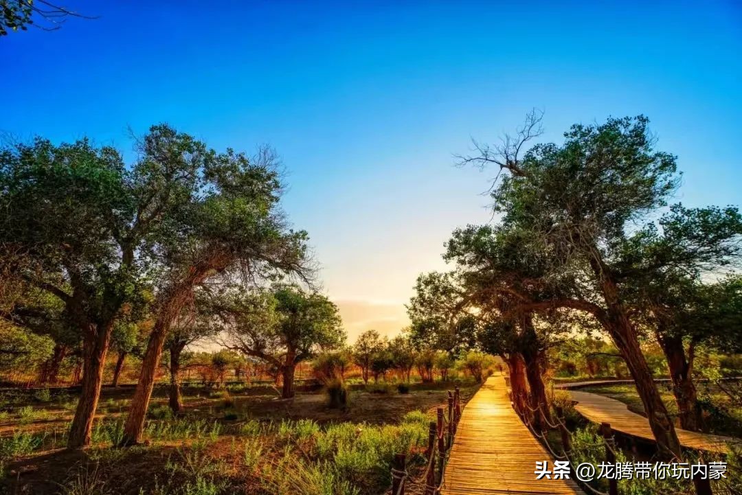 初秋额济纳胡杨林风景,额济纳秋天美景