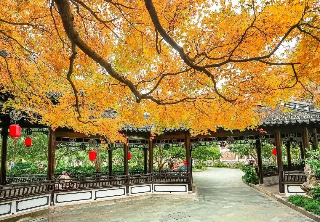 枫红、杏黄，色彩“撞”得明媚，徐汇的初冬抬头是画，低头为诗