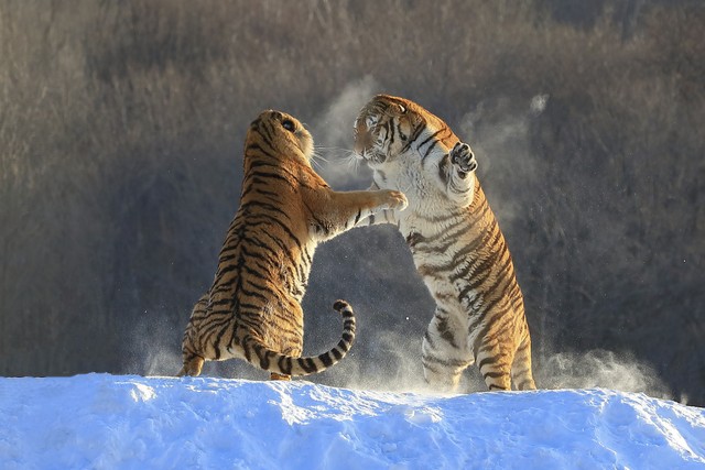 生肖虎一辈子对谁最好,生肖虎的最终的情感归属