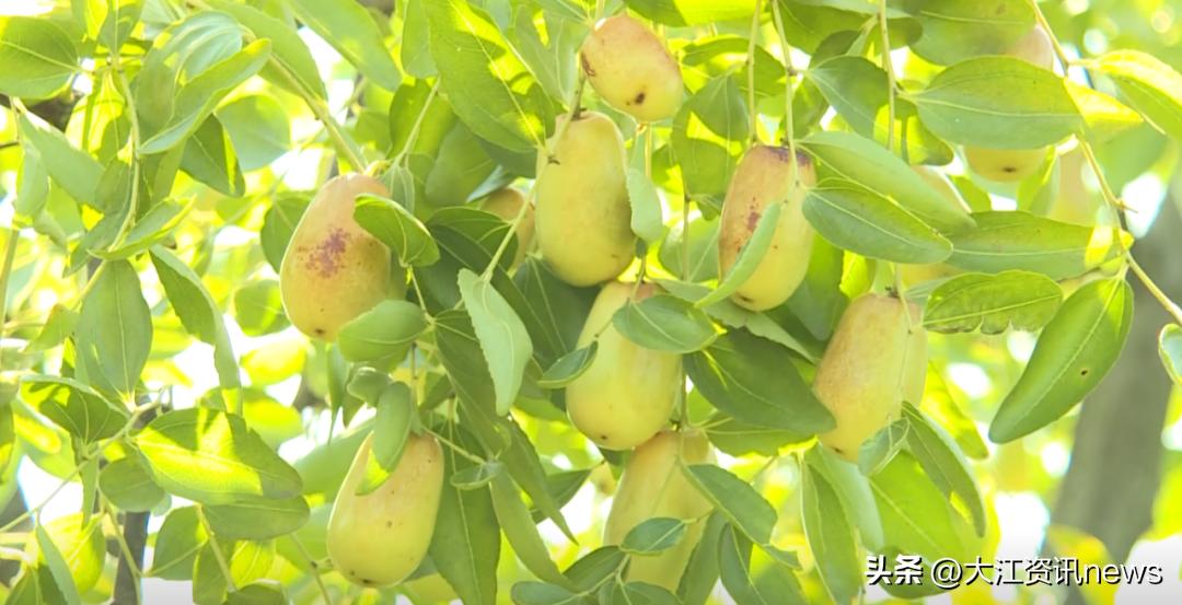 繁昌“贡枣”，涅槃重生