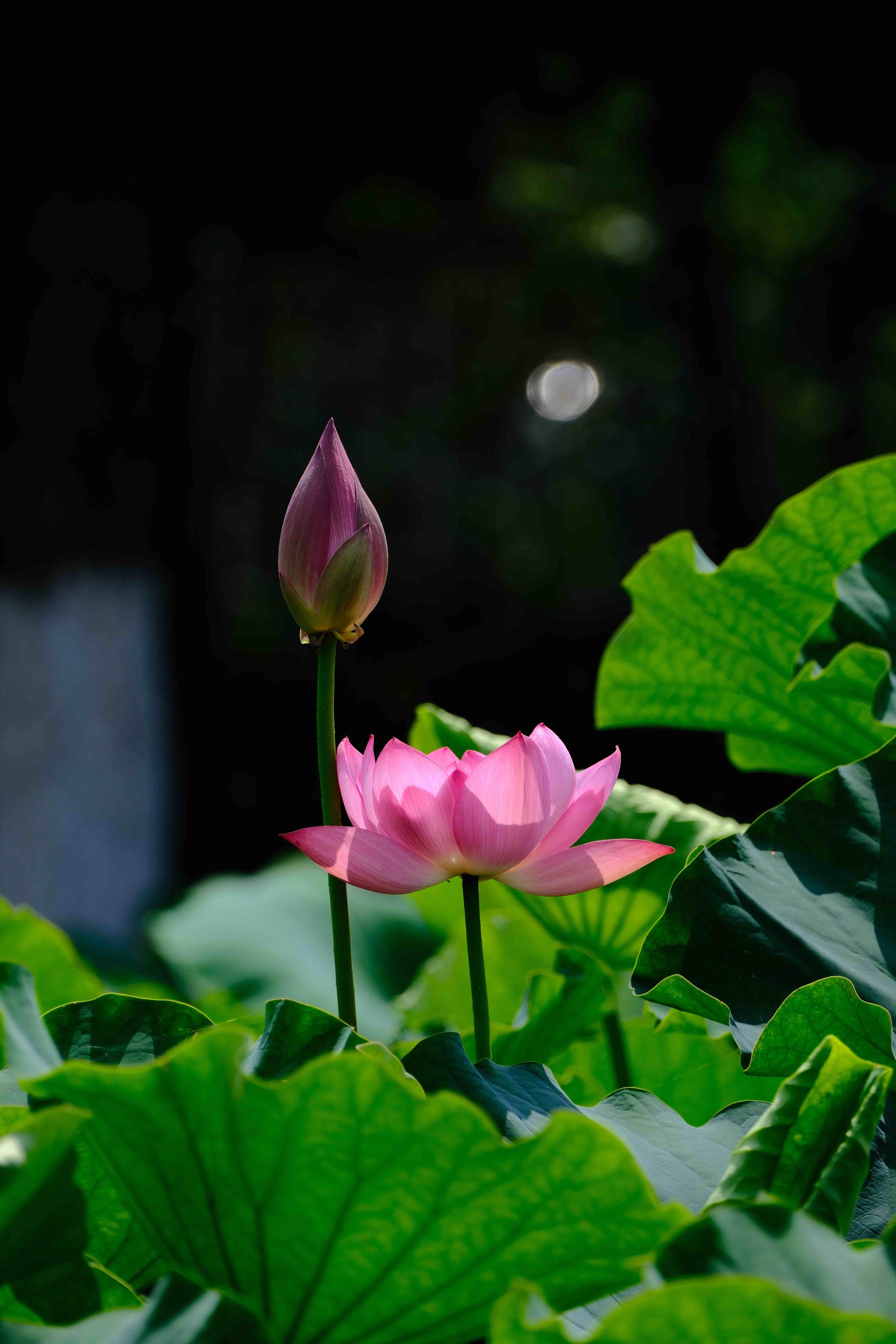 成都荷花最佳观赏地,成都看荷花的景点推荐