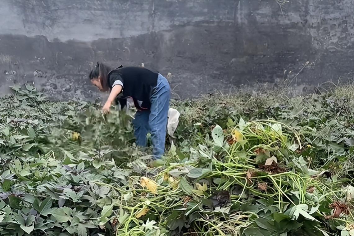 河北越南媳妇小清,越南小青远嫁河北
