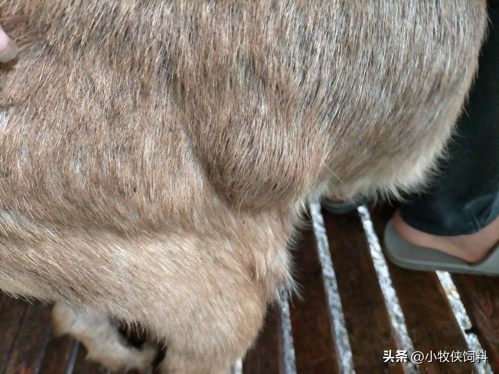 羊身上长脓包的羊能做种羊吗,羊身上长脓包有什么特效药治疗不