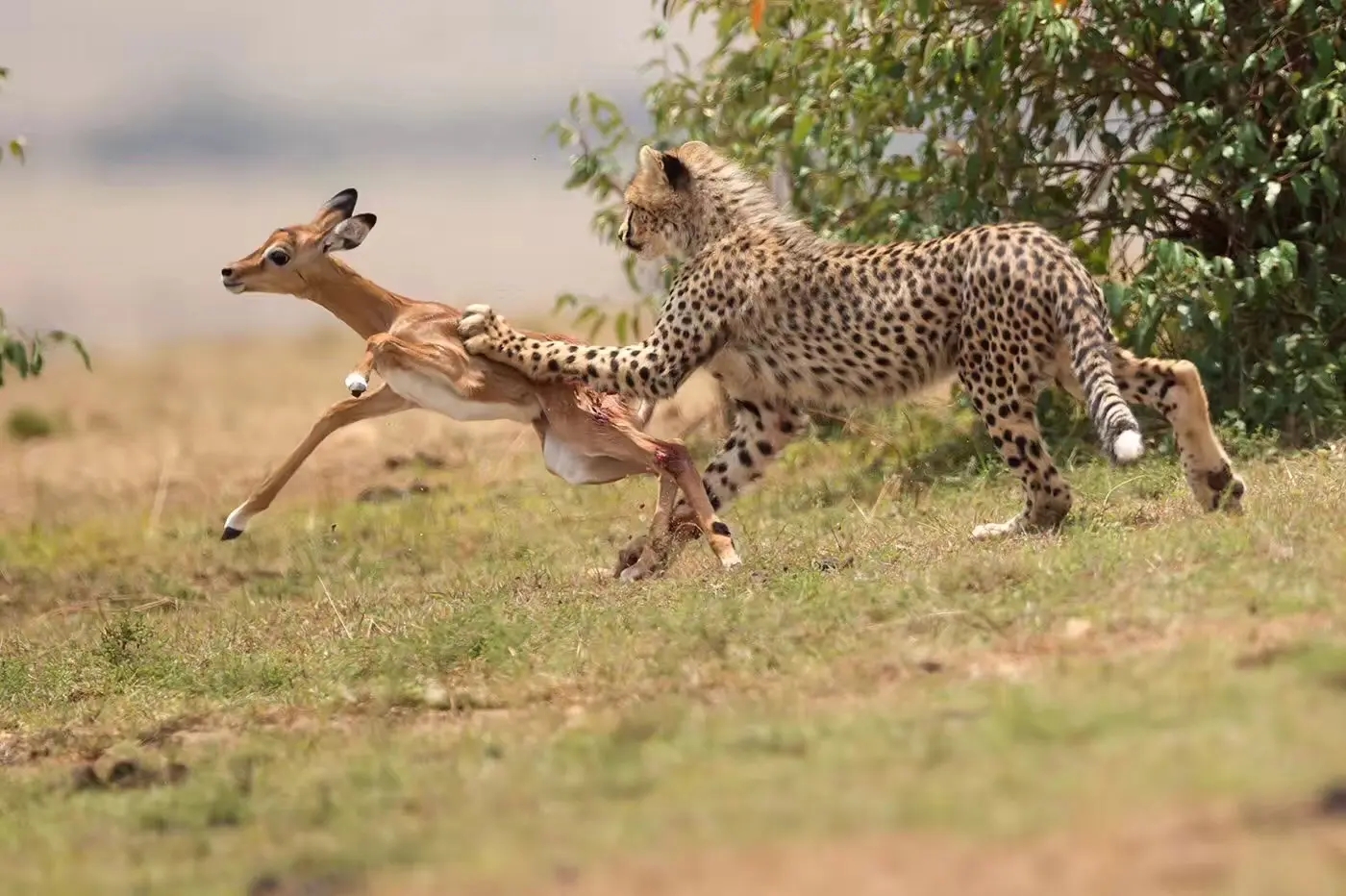 独狼袭击羊群被不到1岁藏獒赶跑,独狼袭击羊群被不到一岁藏獒赶跑