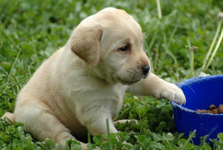 拉布拉多犬优缺点分析视频,咖啡色拉布拉多犬优缺点