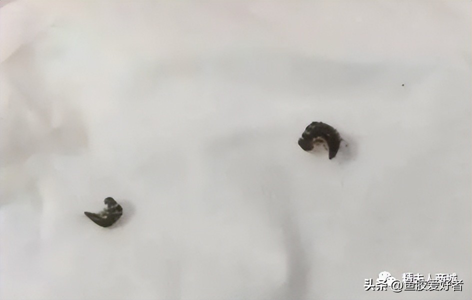 鱼胶长虫了,鱼胶长霉了怎么办