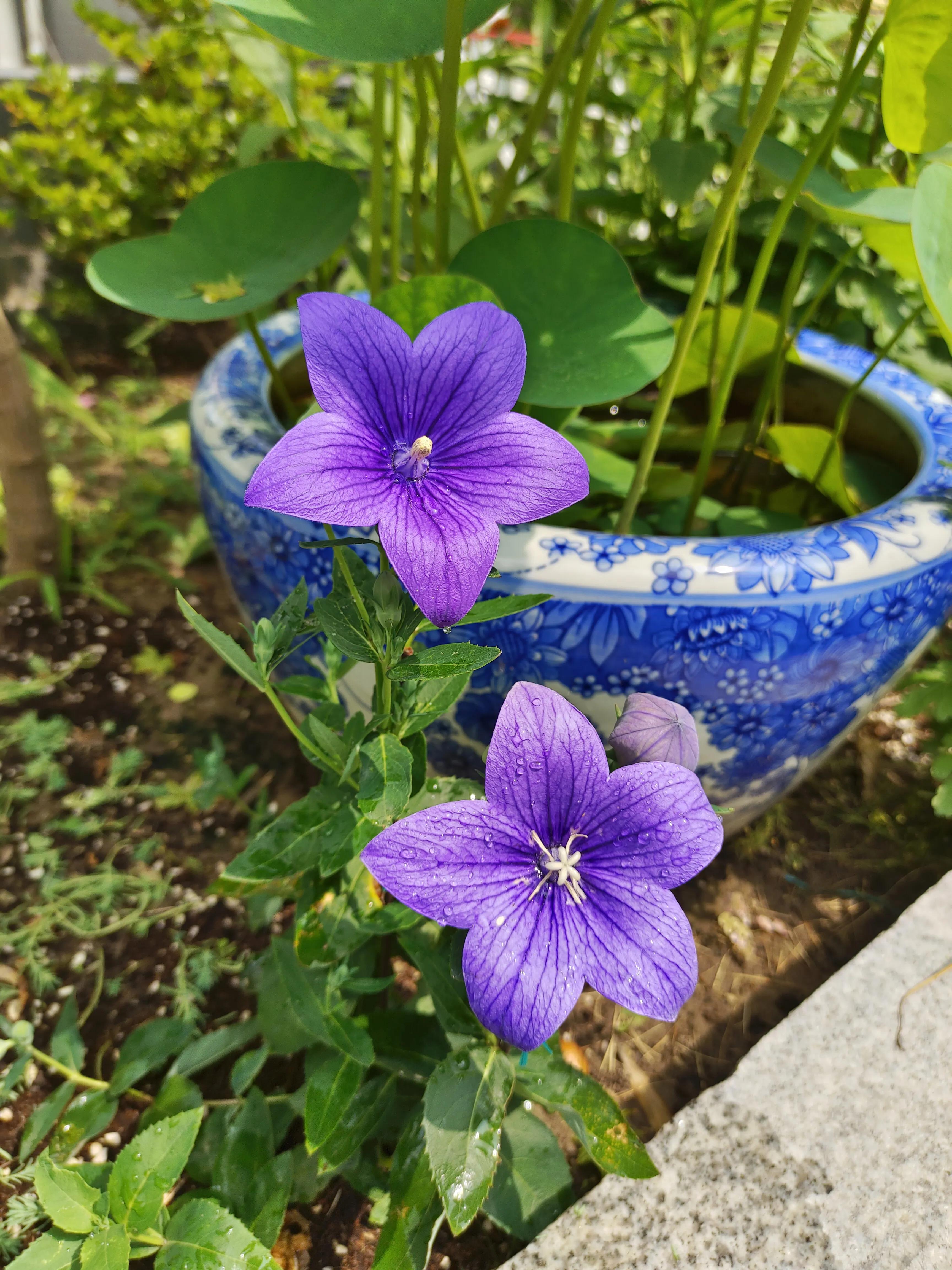 夏天，荷叶，葡萄，草坪，园子里的清凉搭配