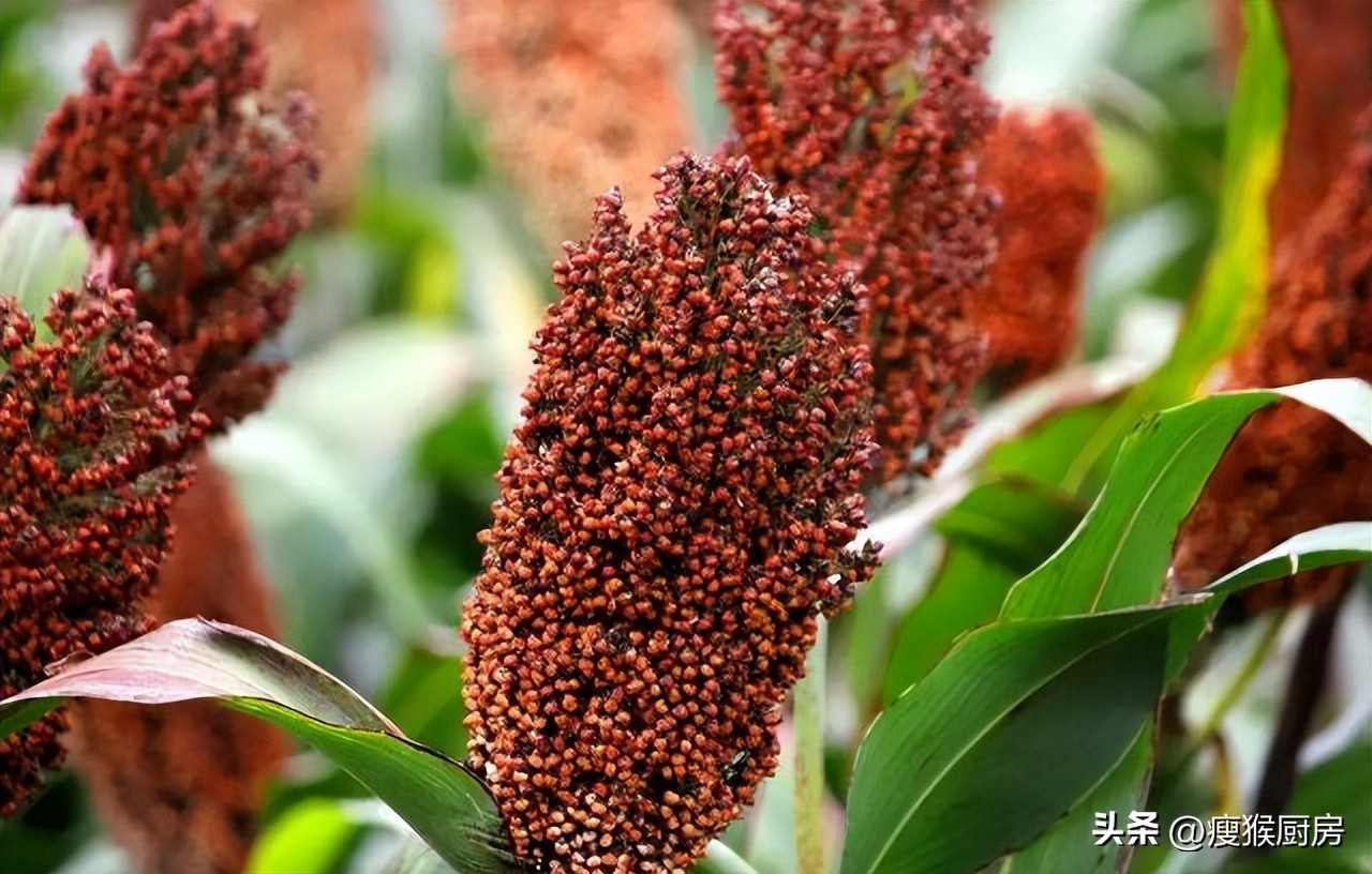 茅台珍品王子真实评价,茅台王子酒珍品验真