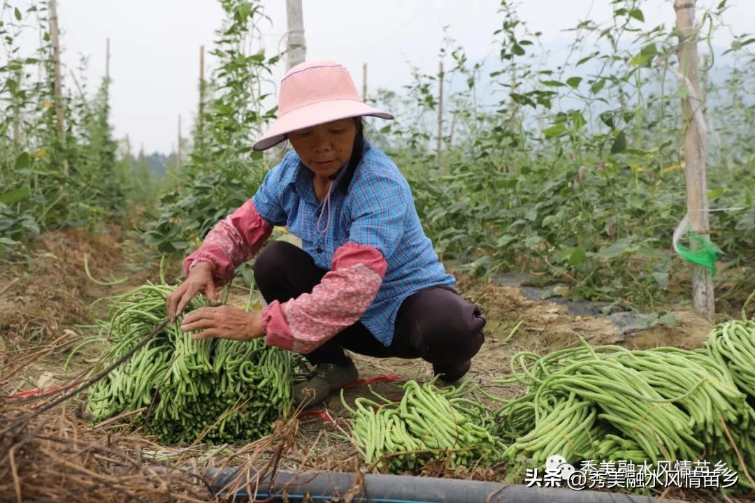 如何以蔬菜产业带动农民增收,蔬菜种植庭院经济助力乡村振兴