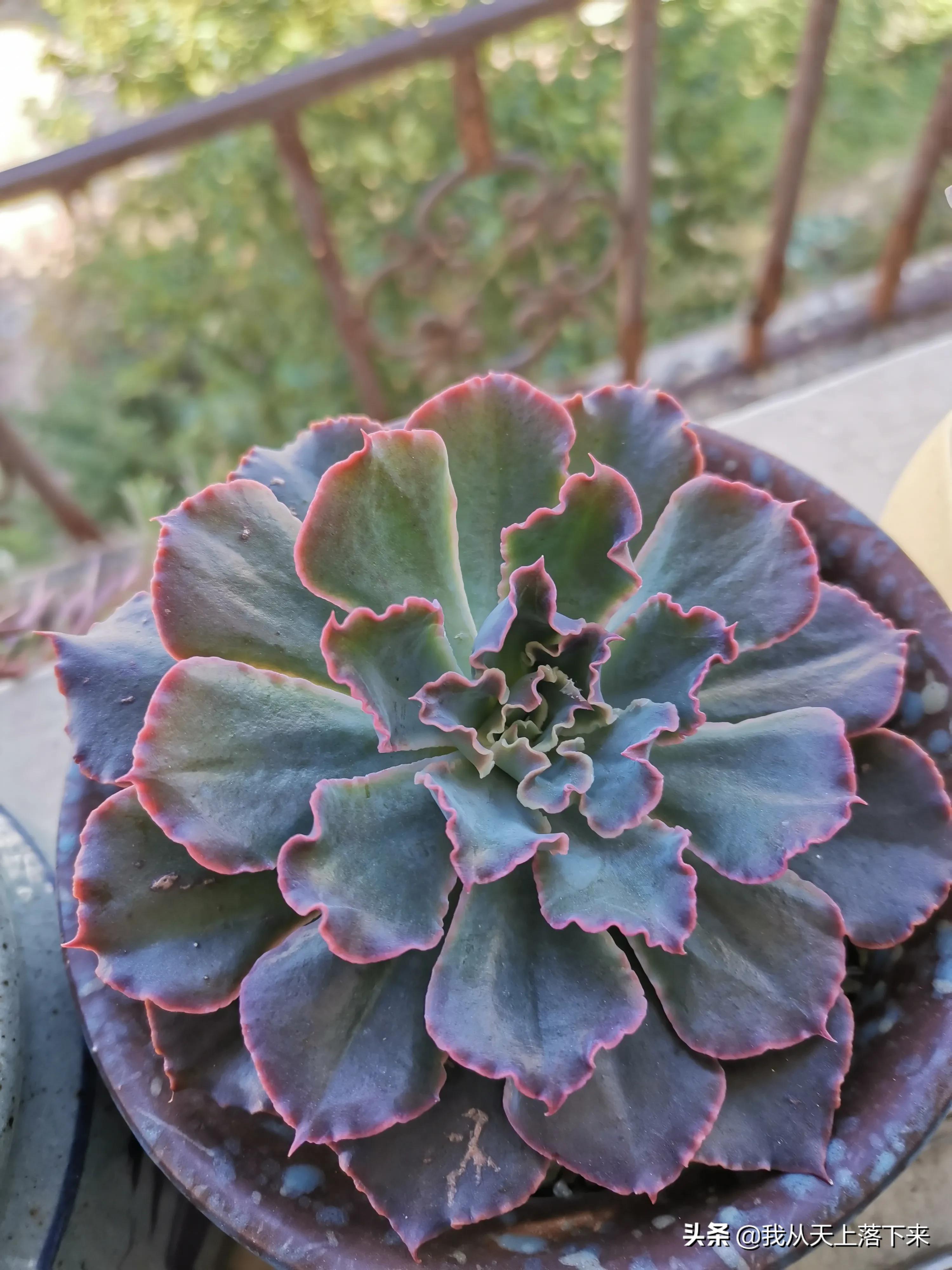 多肉品种及图片大全欣赏,多肉品种辨别图片大全欣赏