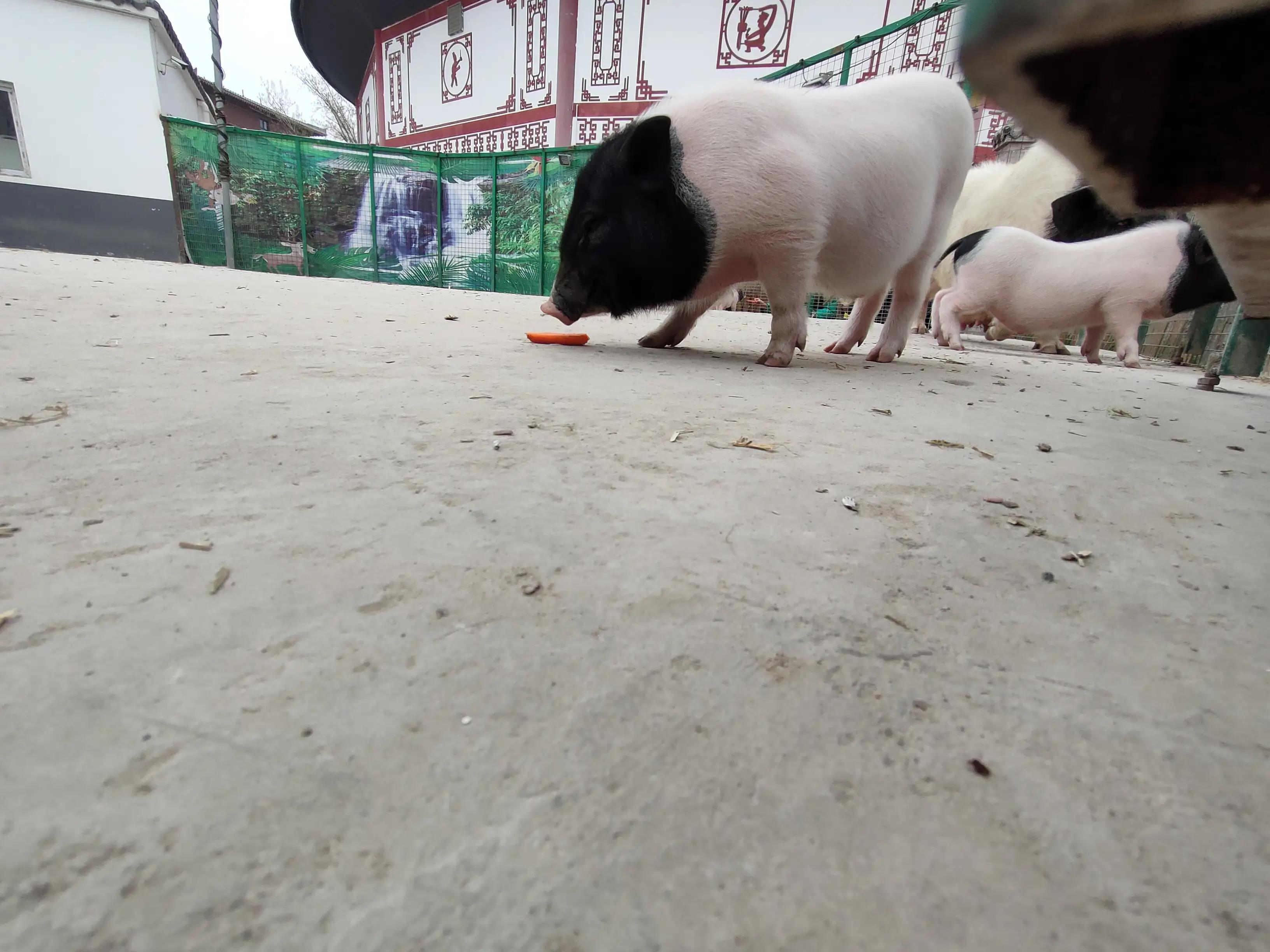 游动物园作文450字,游动物园有感作文