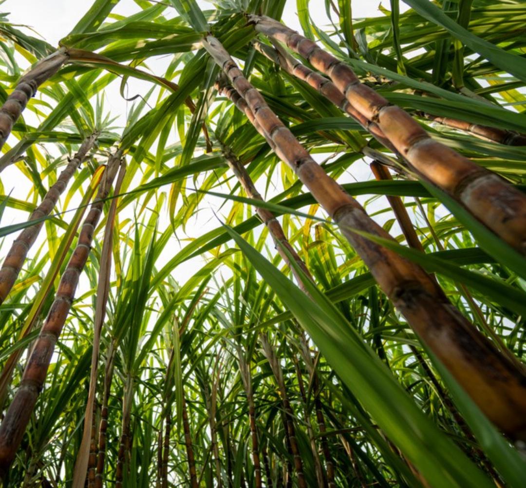 茅台冰淇淋科技创新,茅台冰淇淋背后的商业布局