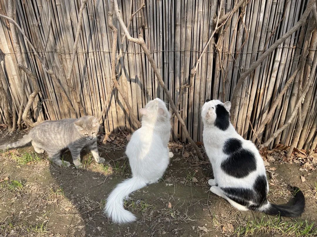 猫掉缸里怎么办,猫咪老是掉缸怎么办