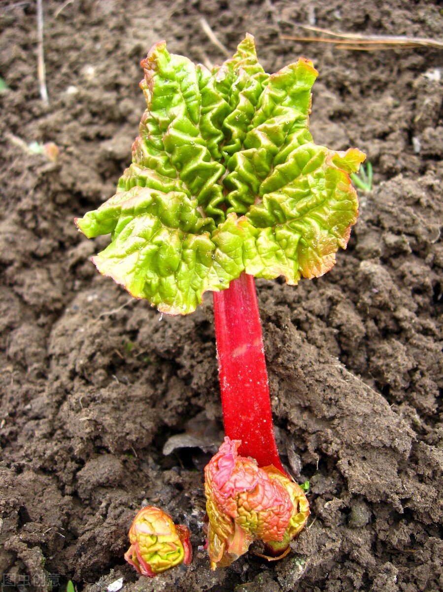 张景明讲中医治疗胆囊癌,胆囊癌用中药调理能不能治愈呢