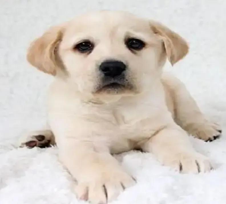 新手养狗适合养拉布拉多吗,养狗的你真的了解拉布拉多吗