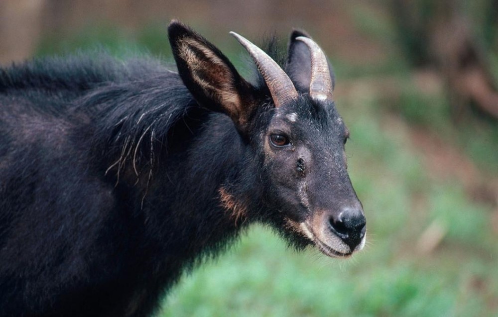 意外发现远古神兽,浙江发现天马