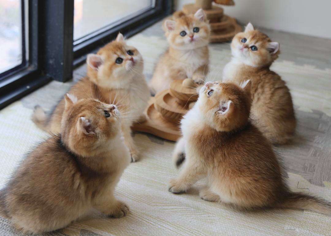 第一次养猫应该怎么选猫,养了7只猫咪