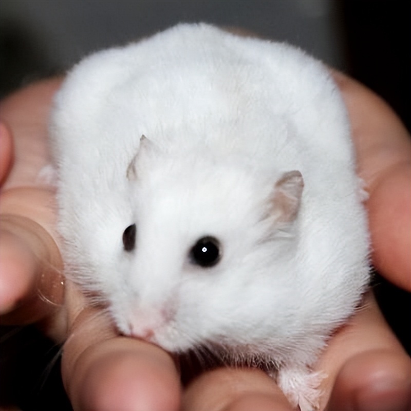 新手养仓鼠的视频,新手养一只小仓鼠