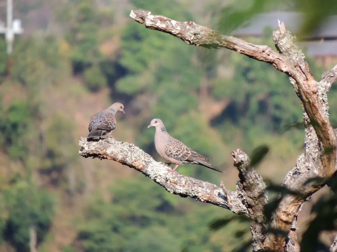 昆明七彩云南怎么样,七彩云南避暑家园