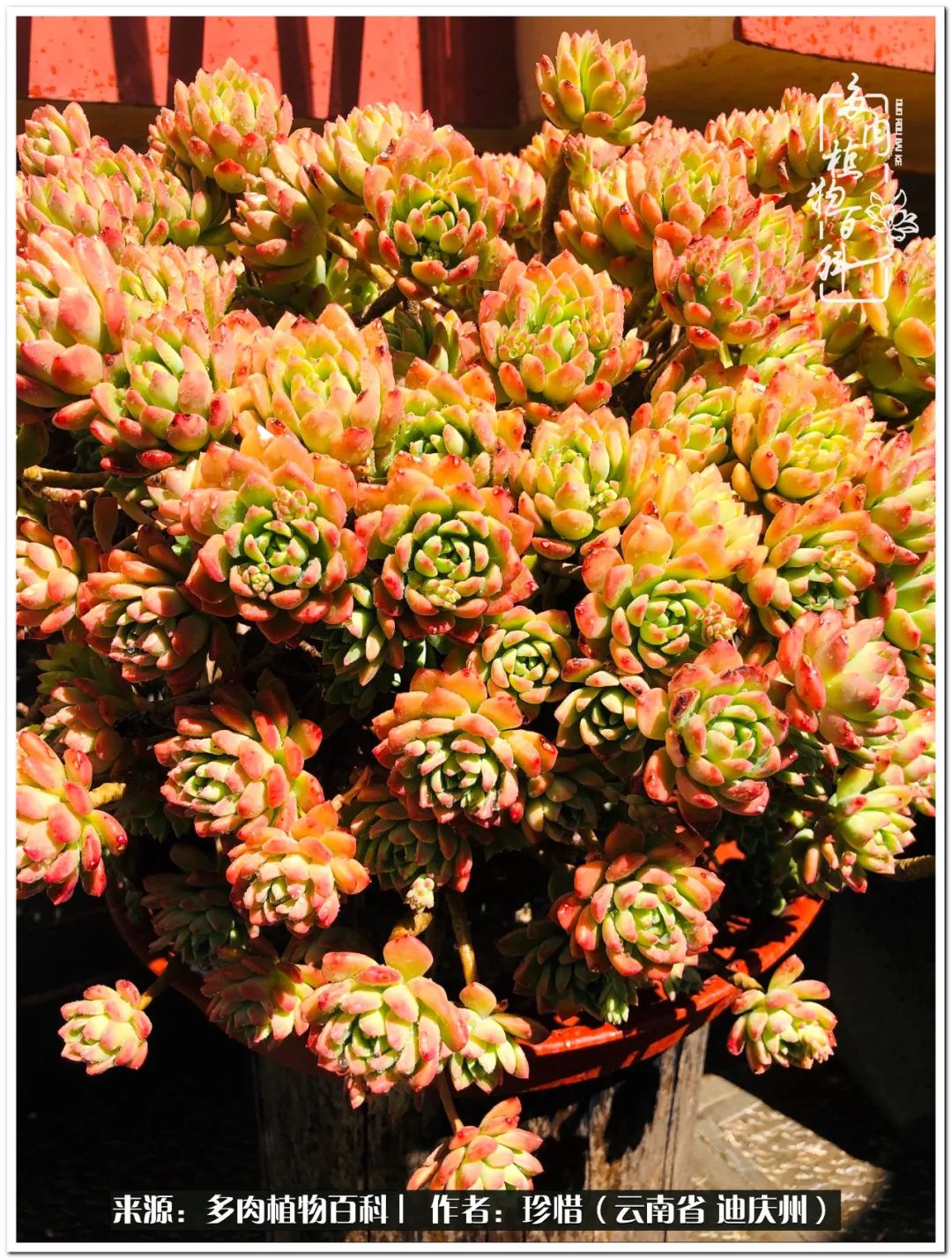 给生命一份淡然还岁月一份从容,给生命留一份洒脱的话