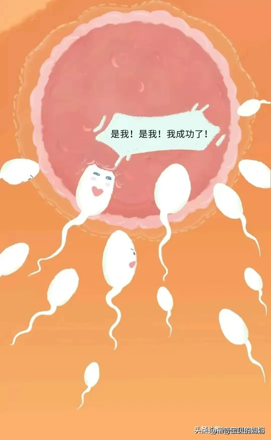 小蝌蚪动画过程讲解,小蝌蚪到青蛙生长过程动漫