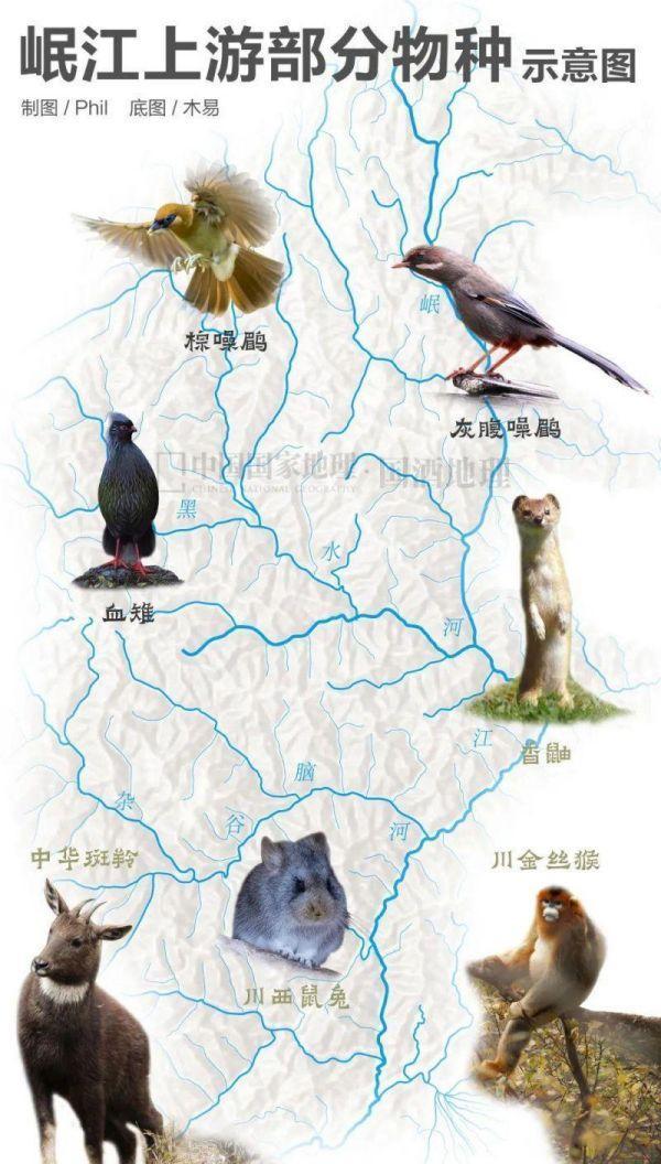 水井坊1号菌群,水井坊一号